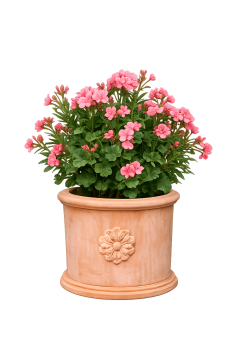 Preview: Massiver Terracotta Blumentopf aus Impruneta - Cilindro 3 rose